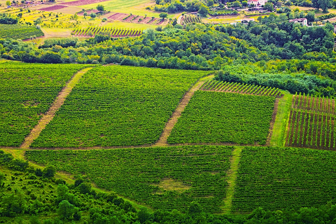 New World modern vineyard in wine country